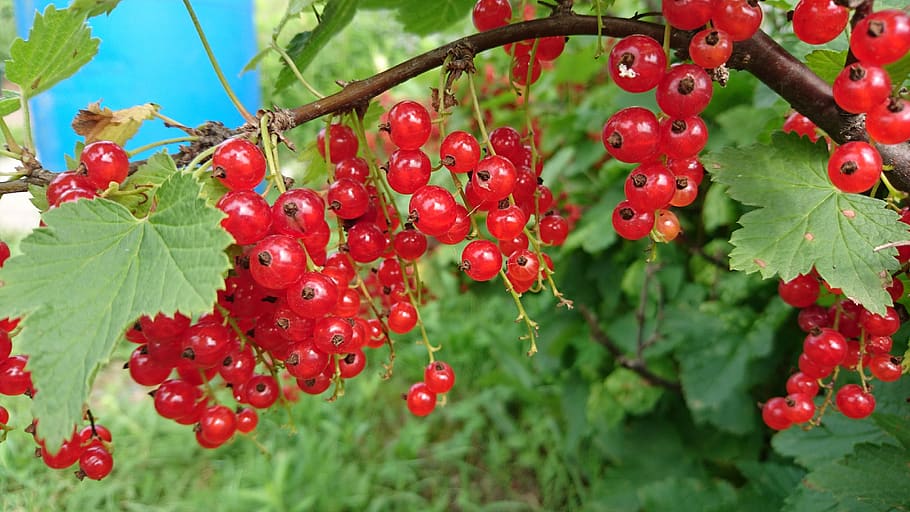 currant, berry, nature, sheet, food, red, red berry, red currant, bush, green