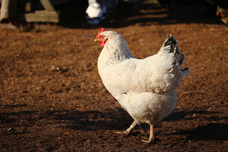 bird, chicken, poultry, farm, plumage, cattle, feather, agriculture, livestock, mr