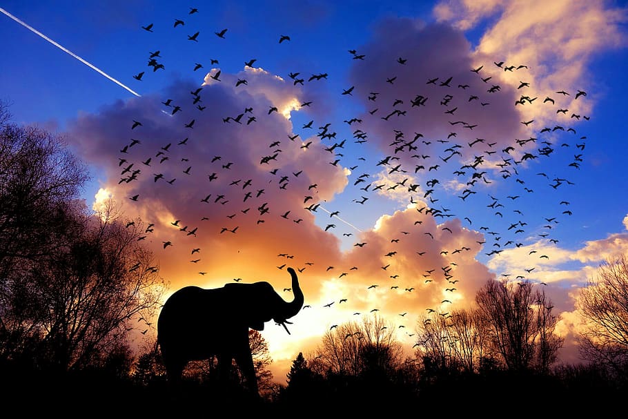 elefante, pássaros, manhã, áfrica, selva, céu, nuvem, paisagem, sol, luz
