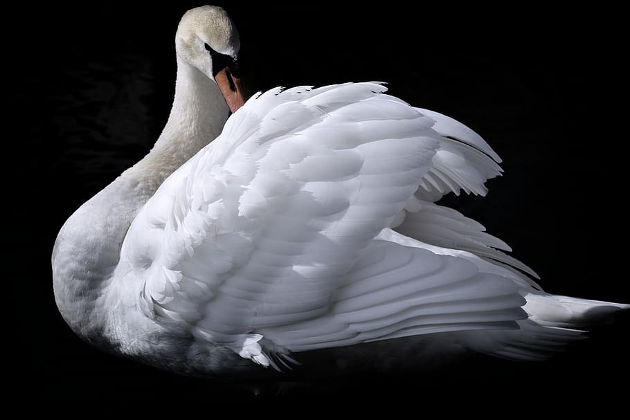 swan, elegant, noble, plumage, white, beautiful, drop of water, water bird, poultry, birds