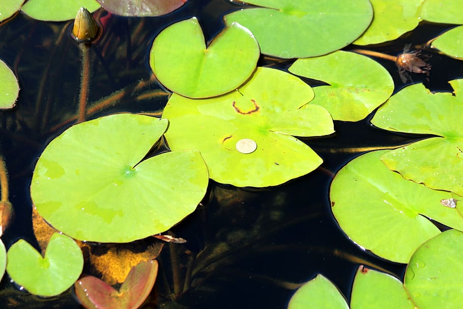 Листья водных растений имеют. Водоросли нимфея. Плавающие листья. Растения с плавающими листьями. Водное растение с зелеными листьями.