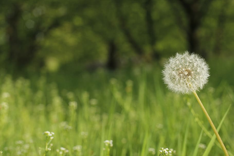 ot, green, flower, nature, spring, blooming, beautiful, grass, plant, fragility