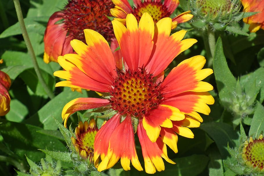 gailardia nadobna, flower, two-tone, orange, garden, nature, closeup, summer, beautiful, decorative