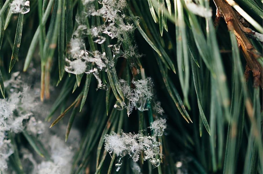 green, plants, snowflakes, ice, frozen, plant, nature, close-up, cold temperature, winter