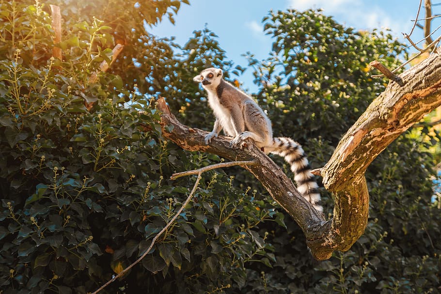lemur, natural, habitat, madagascar., animal themes, animal, animal wildlife, animals in the wild, plant, tree