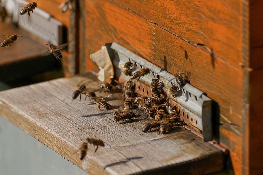 bee colonies, bees, beehive, beekeeper, honey bees, bee breeding, nature, hive, insect, work