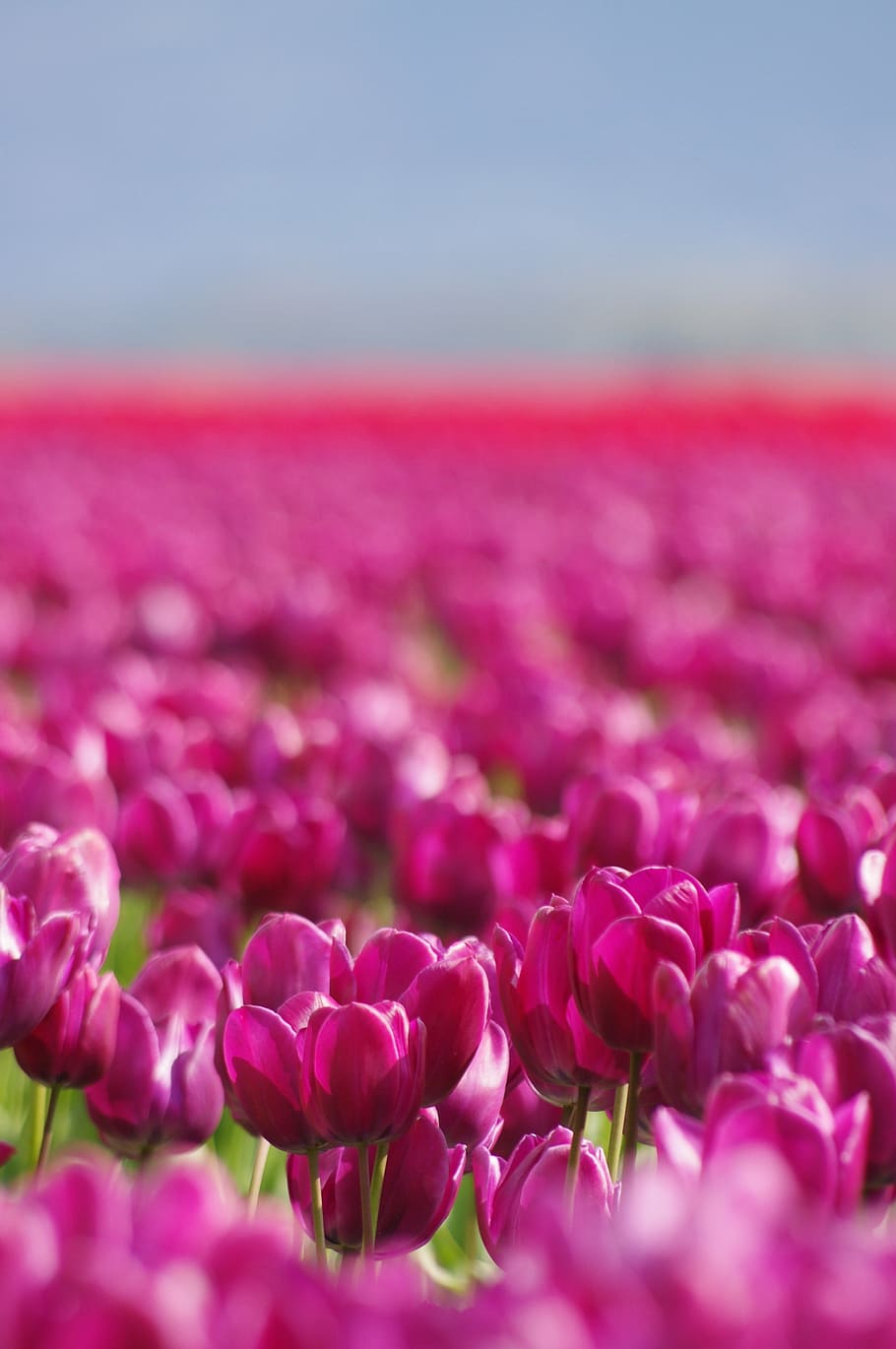 flowers, tulips, spring, tulip, floral field, garden, blossom, purple, red, blue