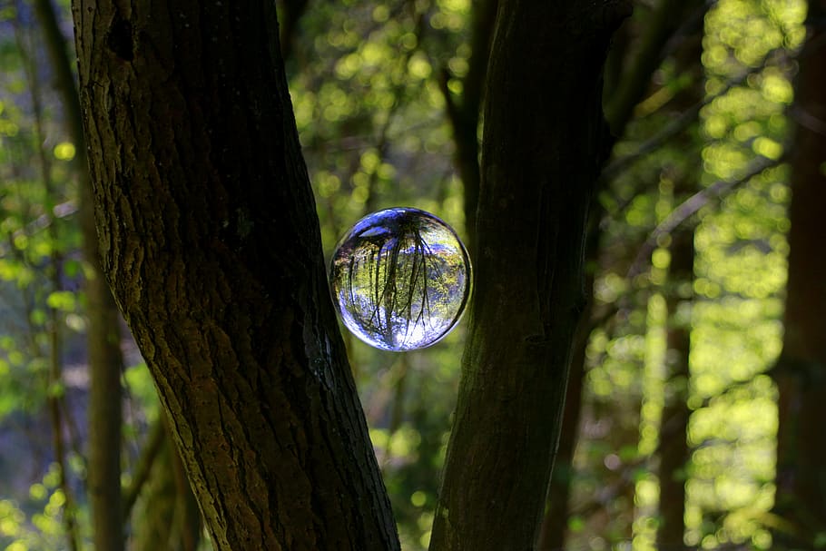 tree, forest, glass ball, magic, fantasy, sign on, secret, light, leaves, nature
