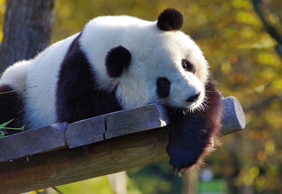 panda, panda gigante, bambú, china, en peligro de extinción, esponjoso, zoológico, mamífero, piel, panda - animal