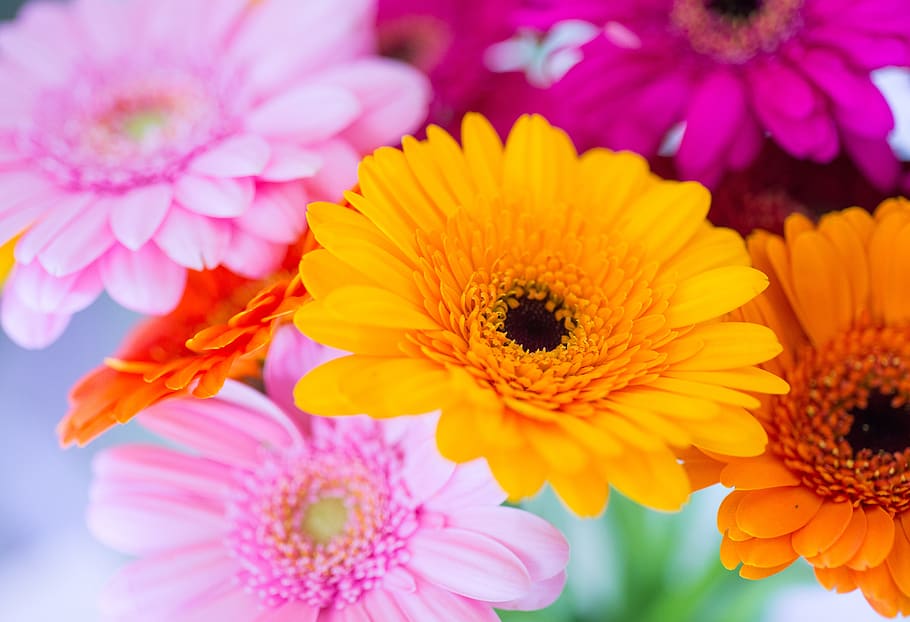 germini, flower, colorful, pink, yellow, purple, vase, bouquet, gerbera, spring