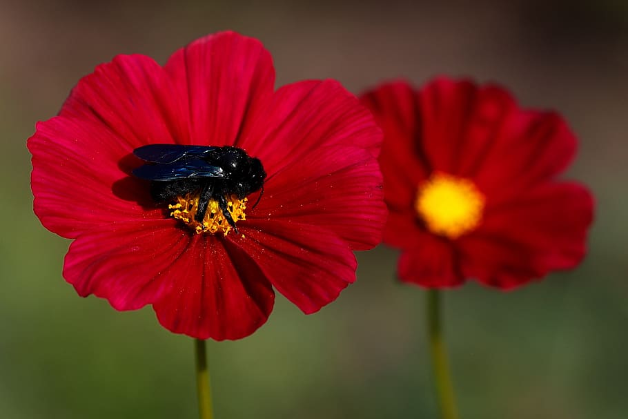 xylocopa violacea, humblebee, black, canon, focus, camera, nature, purple, petal, beauty in nature