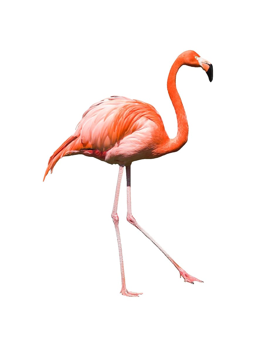flamingo, bird, feather, wildlife, beak, neck, exotic, wild, animal, long