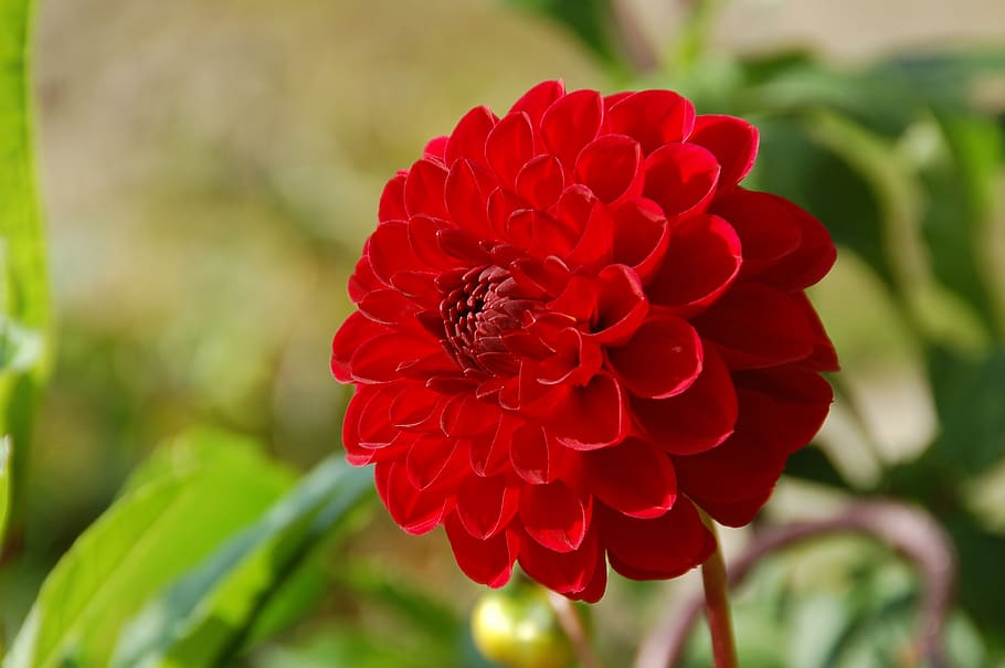 dahlia, allotment, flowers, leaves, nature, bloom, beauty, flowering plant, flower, red