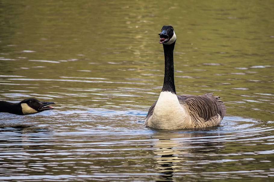 canada goose, excited, chatter, ranting, worried, goose, defend, threaten, drohgebärde, emotion