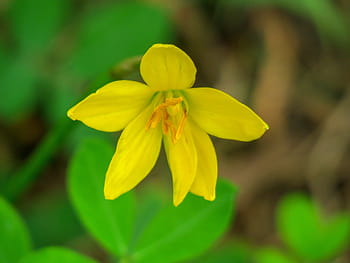 stormy-blue-flower-natural-yellow-royalty-free-thumbnail.jpg