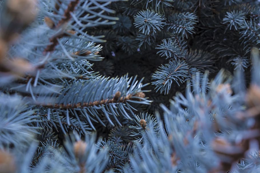 winter, christmas tree, christmas trees, snowflakes, spruce, new, year, christmas, cold temperature, close-up