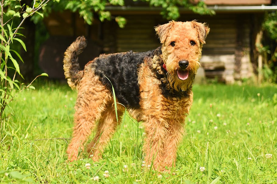 dog, airedale terrier, pet, purebred, airedale, race, family tree, domesticated, animal, terrier