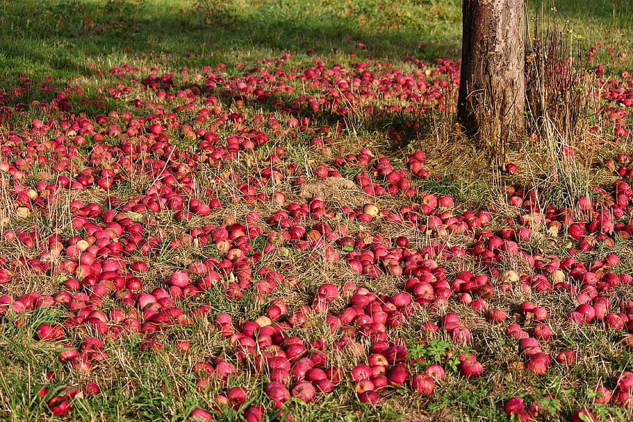 apple, orchard, fruit tree, apple tree, food, fruit, healthy, vitamins, nature, autumn
