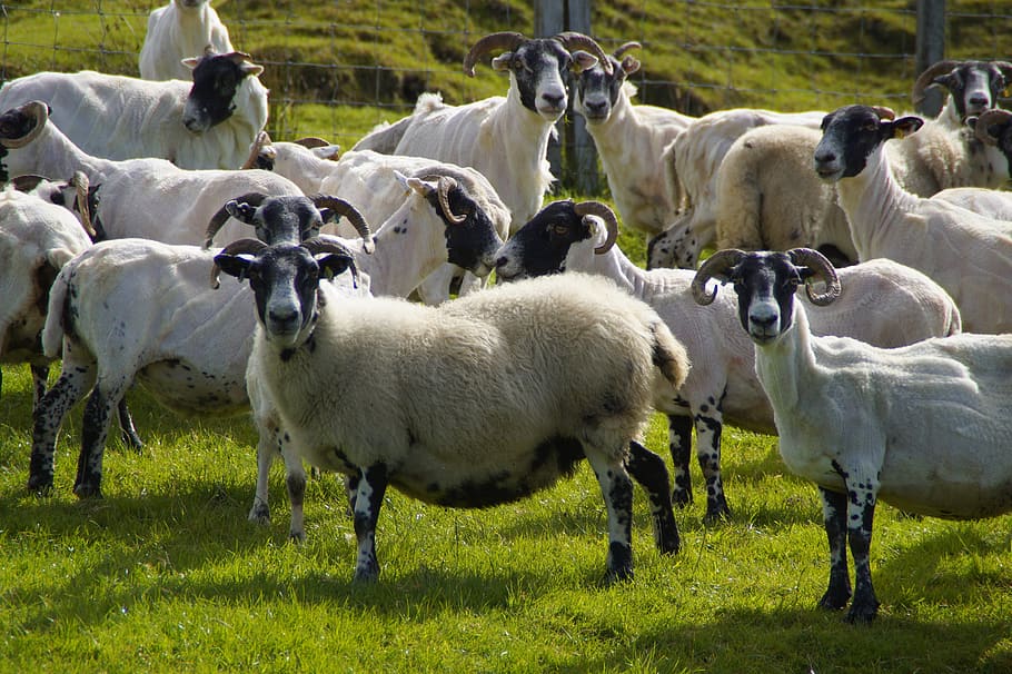 domba, peternakan domba, aries, skotland, schur, geser, scot-, dicukur, wol, peternakan