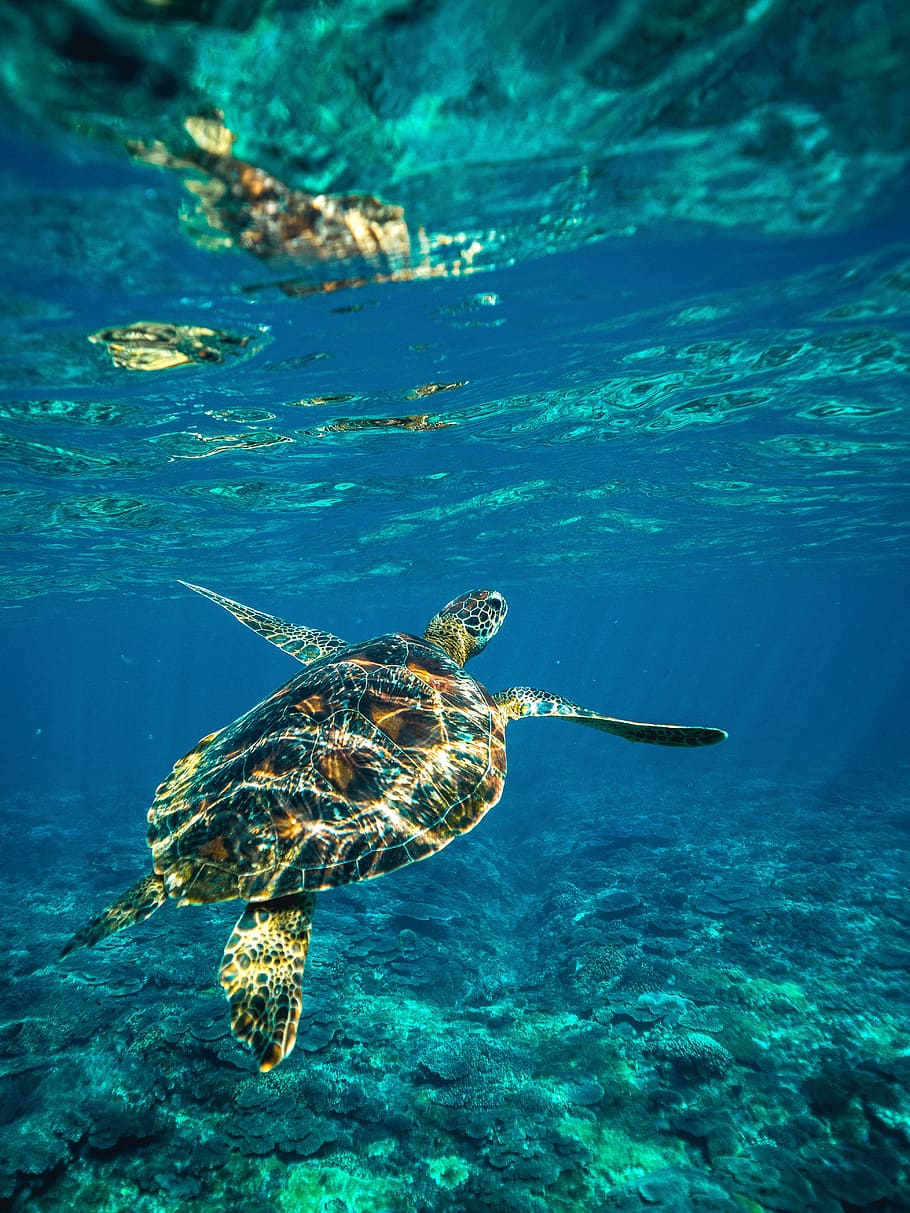 diving, snorkel, ocean, fish, sea, water, deep water, underwater, turtle, sea turtle