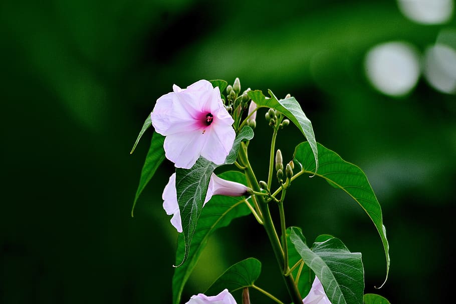 morning glory, flower, bangladesh, nyc, green, landscapes, natural, flowering plant, plant, fragility