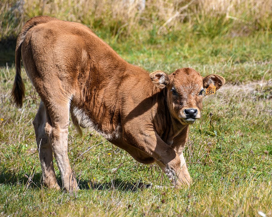 calf, young, cattle, baby, mammal, cow, field, pasture, animal, prairie