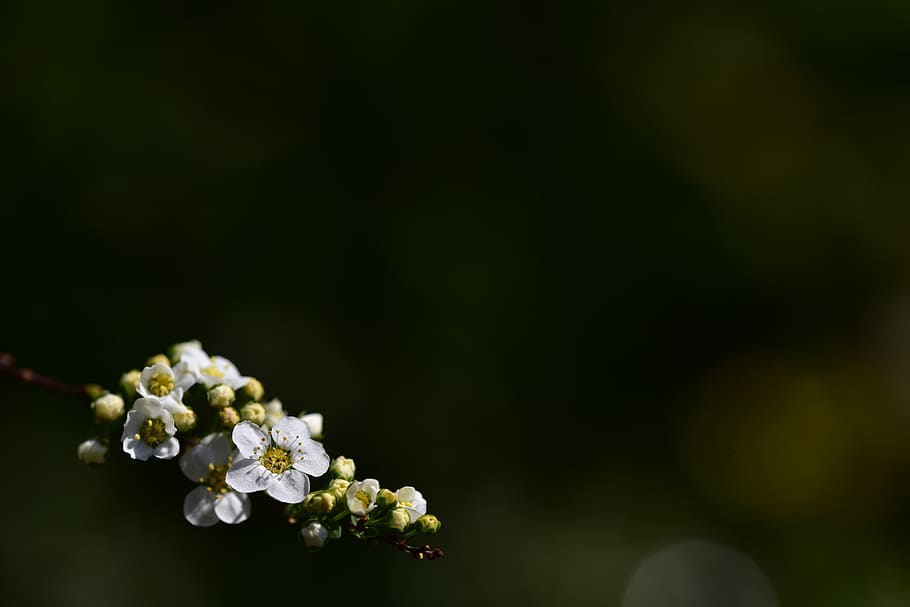 flores, blanco, fondo, cuadro de texto, naturaleza, pequeño, tierno, primavera, flor, ramita floreciente