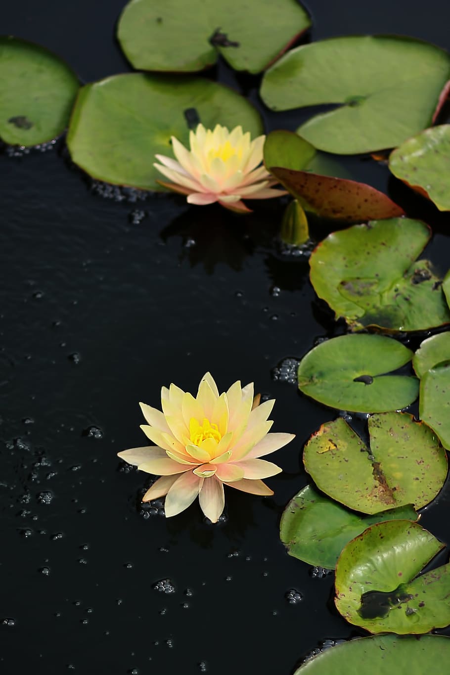 water lily, flower, nature, bloom, lotus, blossom, pond, yellow, lily pad, plant