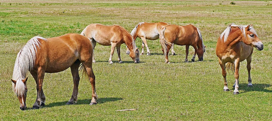 haflinger, horses, light brown, blond, breed of horse, pasture, graze, animal, mare, meadow