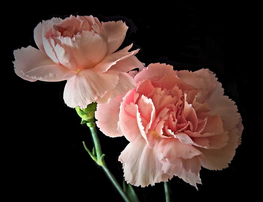flowers, cloves, spring carnations, pink, tender, fedrge petals, fragrant, dark background, close up, flowering plant
