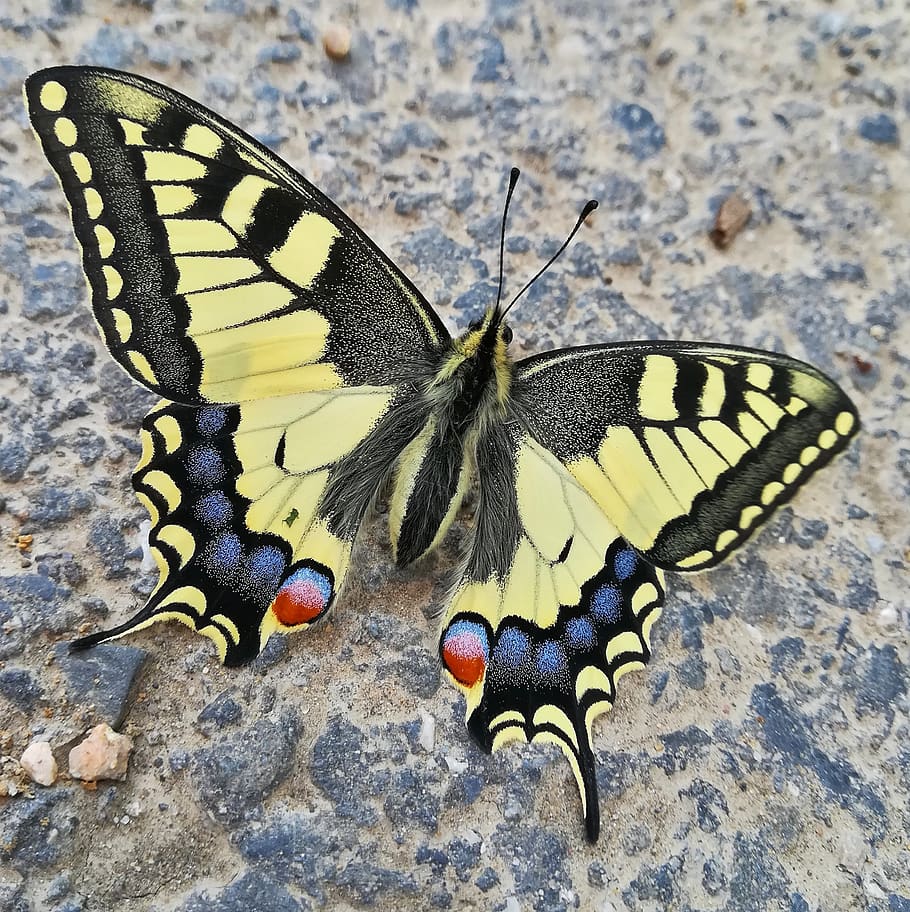 swallowtail in town, butterfly, insect, nature, animal themes, animal, animal wildlife, invertebrate, animal wing, animals in the wild