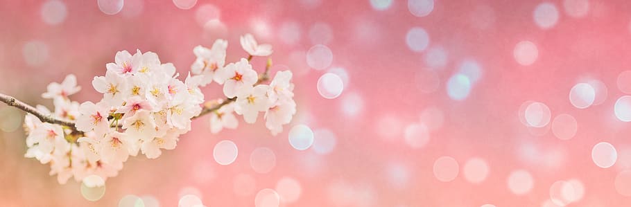 cherry blossoms, spring, bokeh, banner, header, landscape, pink, white, flower, pink color