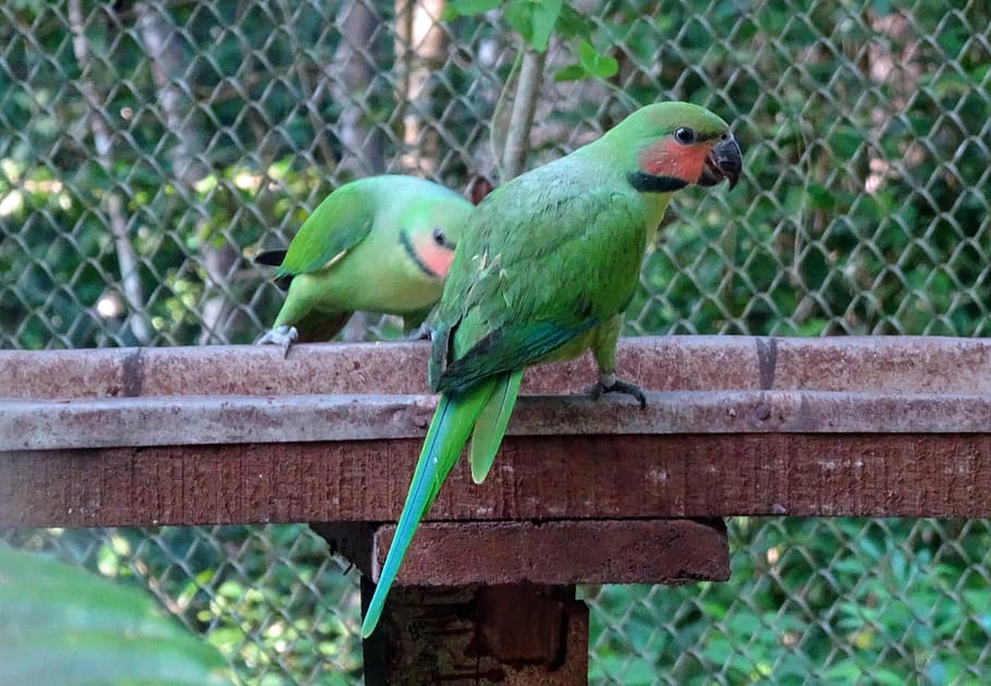 bird, parrot, long-tailed parakeet, psittacula longicauda, endemic, andaman, island, india, animal themes, animal