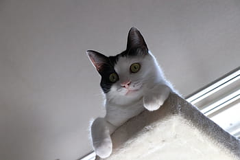 cat-kitten-pet-animal-royalty-free-thumbnail.jpg