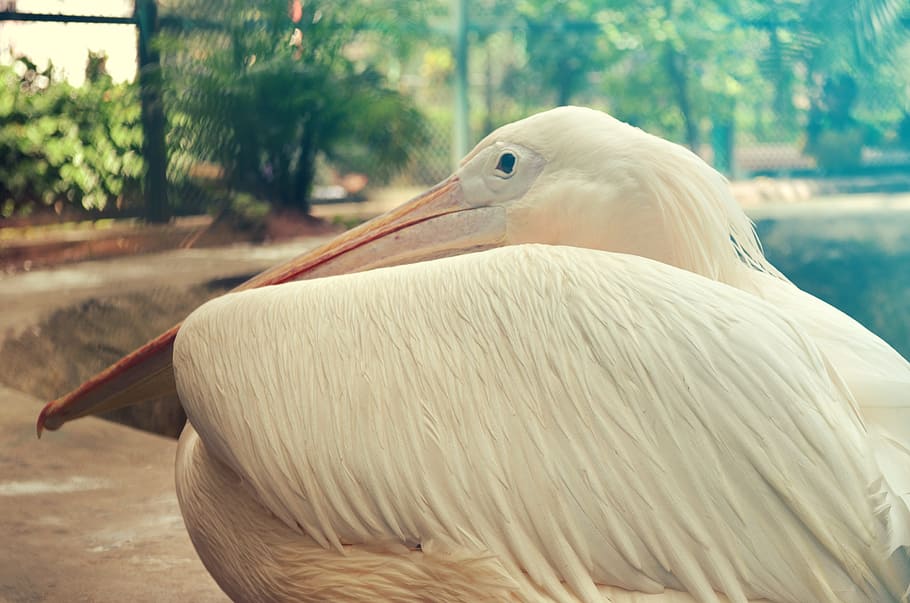 pelicans bahamas, birds, nature, zoo, animal themes, bird, animal, one animal, animals in the wild, vertebrate