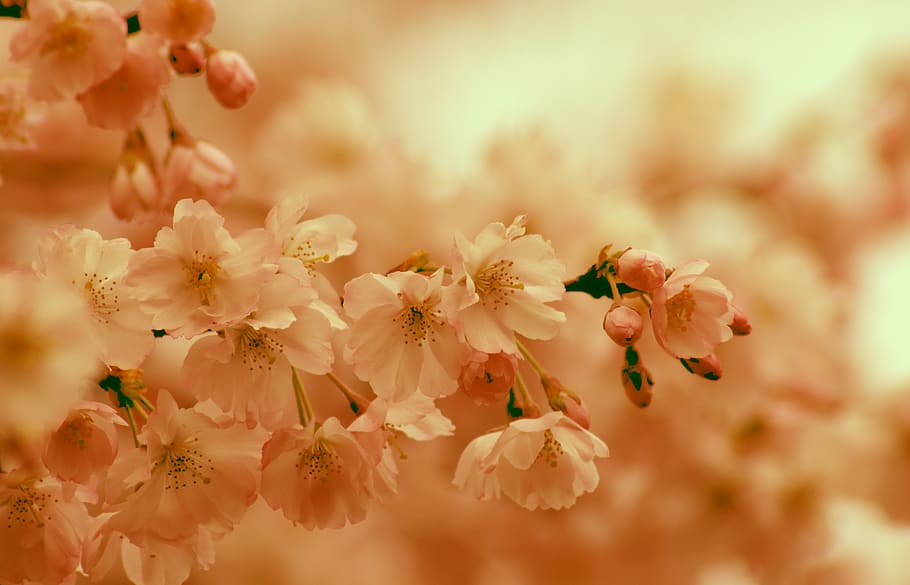 flor de cerejeira, primavera, flor, rosa, laranja, sol, verão, ramo, árvore, cerejeira ornamental