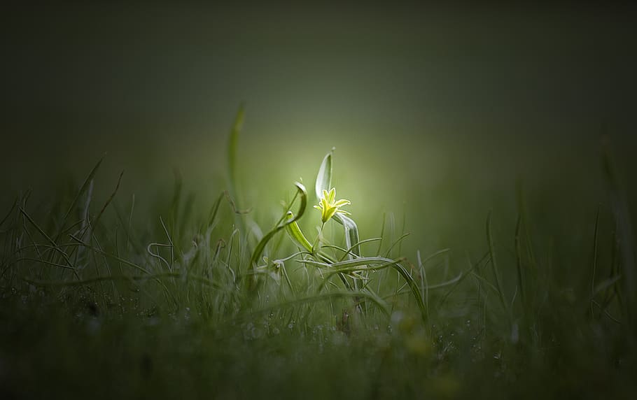flower, morning, waterdrops, nature, plant, growth, green color, selective focus, beauty in nature, grass