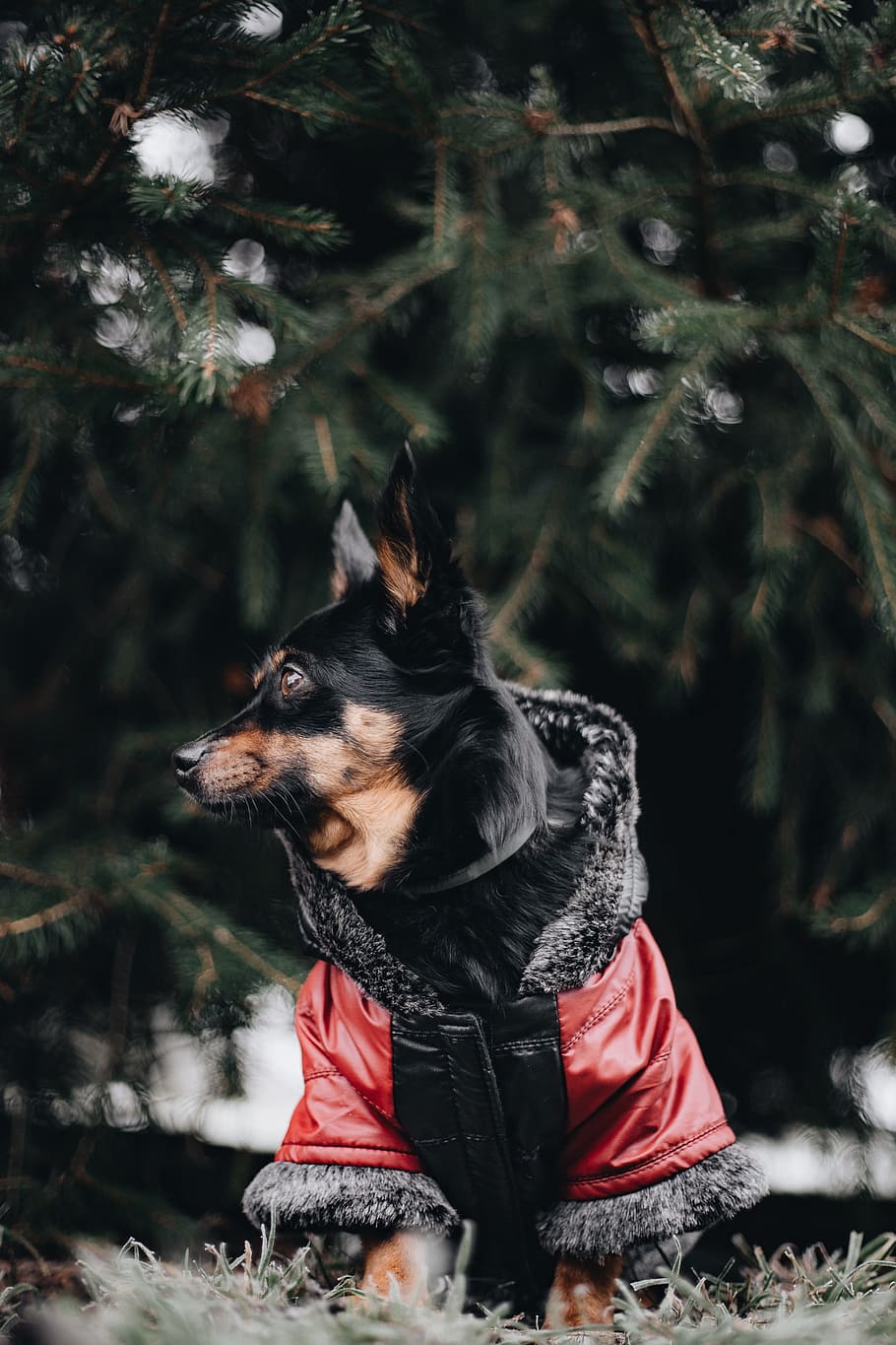 small, dog, warm, jacket, pet, animal, cute, puppy, winter, cold