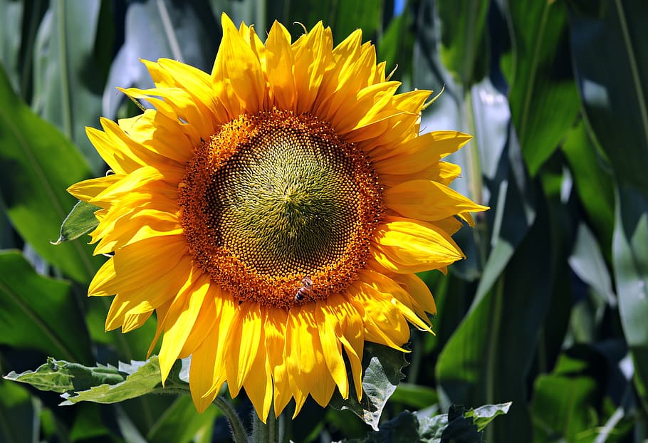 sunflower, flower, blossom, bloom, nature, summer, yellow, plant, close up, flora
