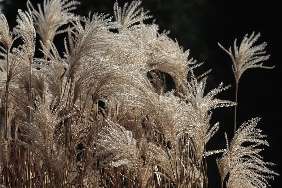 grasses, selloana, grass flowers, silvery, glazed includes, plant, growth, nature, close-up, beauty in nature