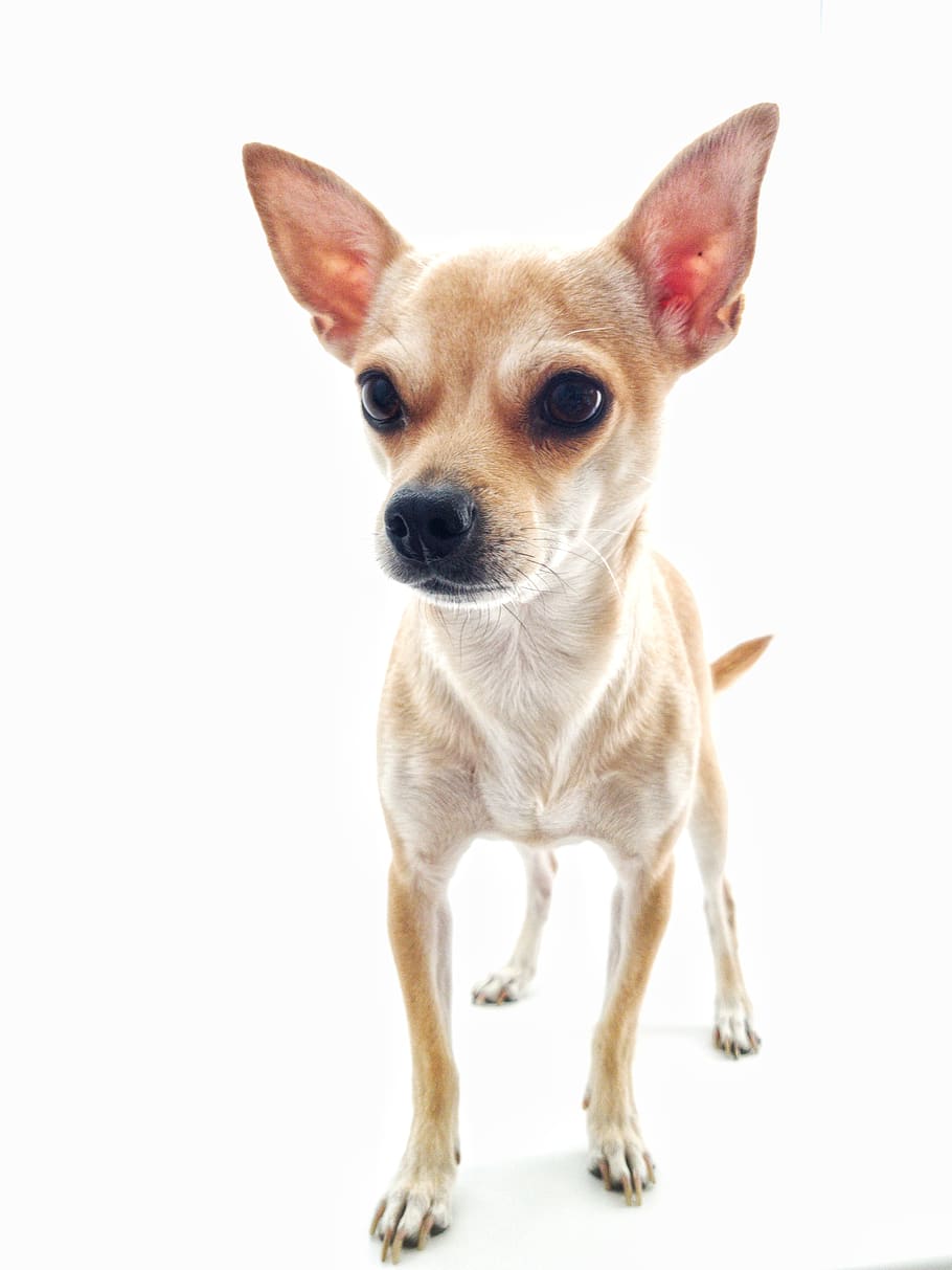 dog, chihuahua, white background, darling, animals, cute, puppy, dogs, sweet, friendship