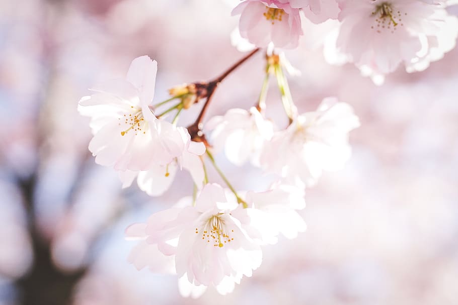 cherry blossoms, petals, nature, tree, spring, sakura, bloom, blossom, close up, pastel