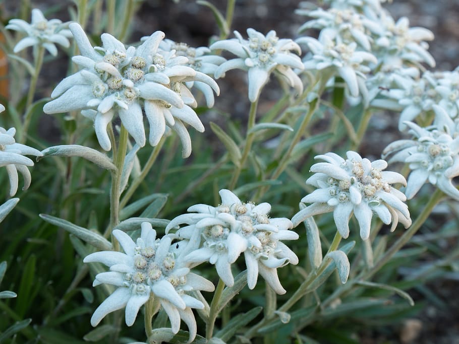 flowers, edelweiss, alpine flowers, growth, plant, beauty in nature, flower, flowering plant, close-up, fragility