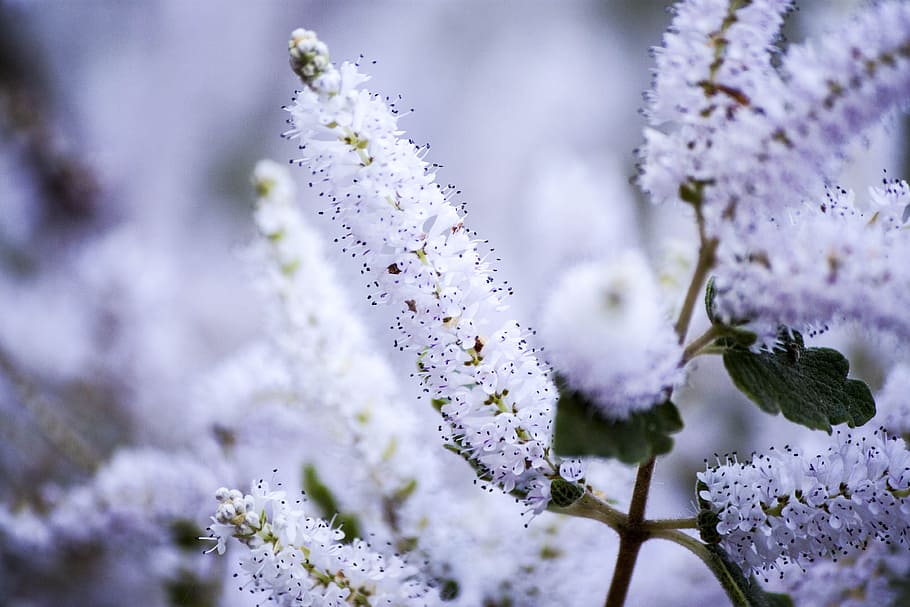 clusters, pretty, small, white, flowers, nature, tree, winter, season, cold