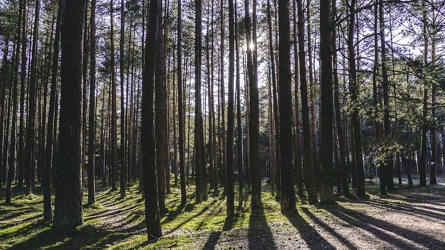 forest, sun, daylight, shadows, tress, pines, pine forest, mystical, fairy, wood