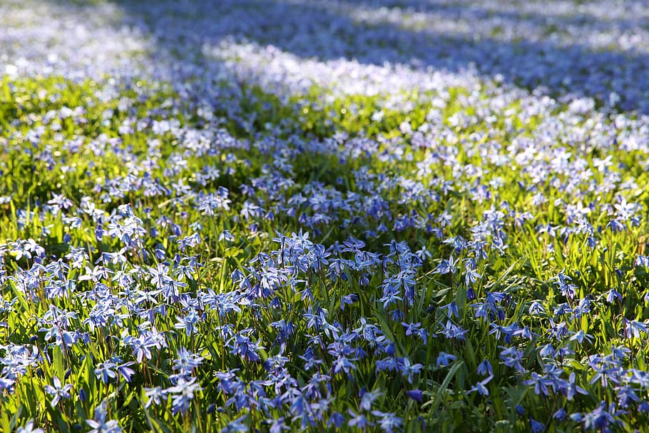 scilla, spring, spring flower, blue star, depth of field, harbinger of spring, march, flower, flowering plant, plant