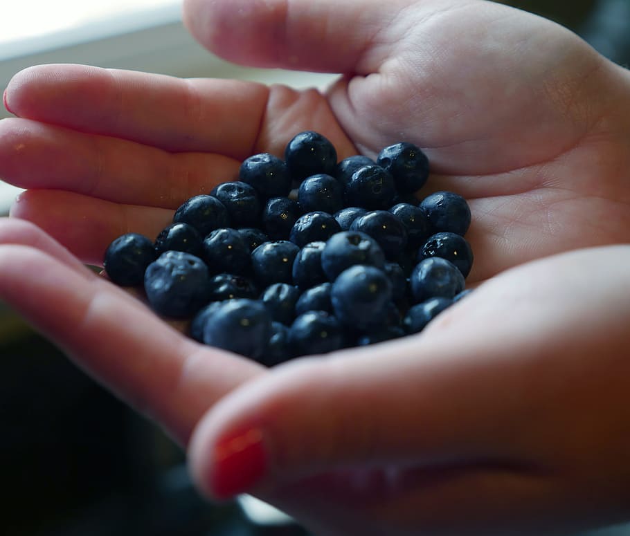 dua, tangan, memegang, banyak, blueberry, buah, camilan, organik, sehat, putih