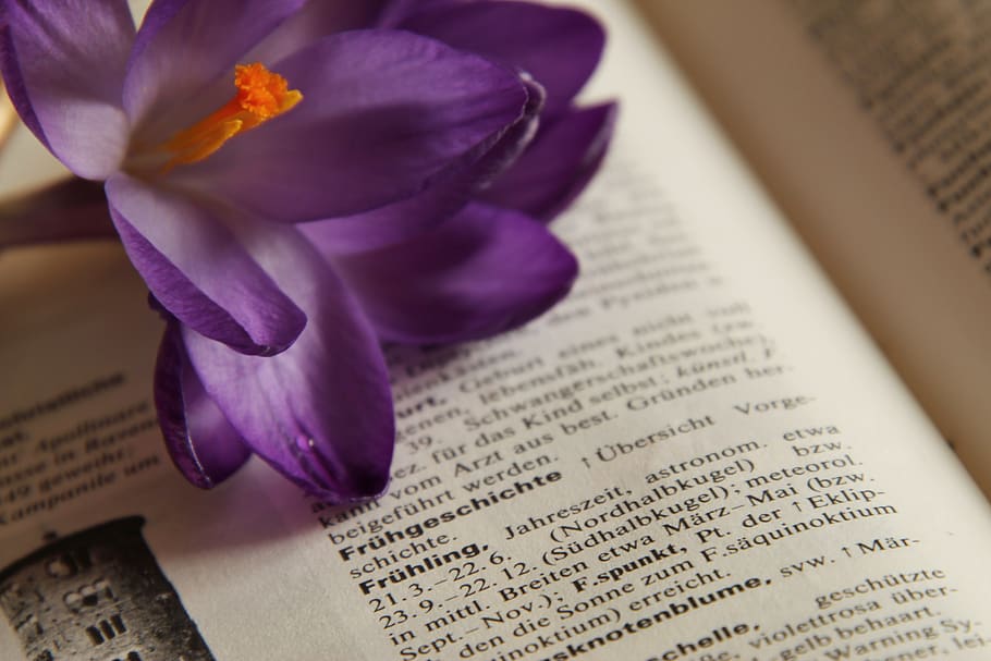 crocus, book, read, frühlingsanfang, spring, close up, flowers, spring awakening, lexicon, look up
