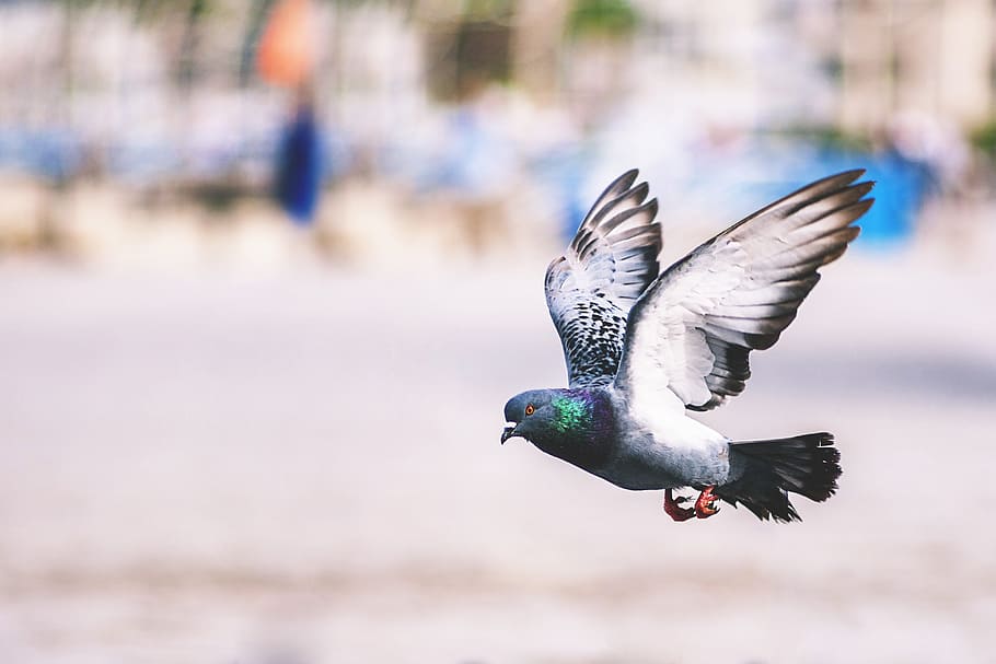 flying pigeon bird, animalsNature, bird, birds, animal themes, animal wildlife, animal, animals in the wild, flying, vertebrate