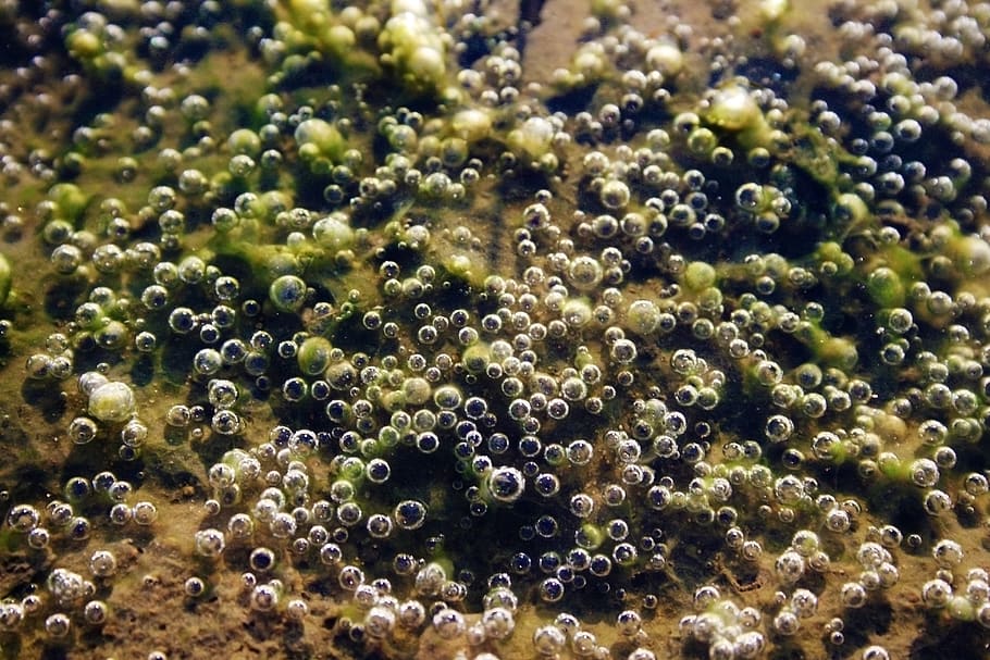 water, air bubbles, mud, puddle, seaweed, nature, dirty, close up, zoom, texture